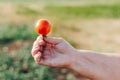 Tomatoes grow in a farmer`s garden Royalty Free Stock Photo