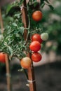 Beautiful ripe red tomatoes weigh on green branch Royalty Free Stock Photo