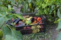 Harvest tomatoes, peppers, eggplant, parsley in plastic baskets. Picking vegetables in the garden.