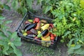 Harvest tomatoes, peppers, eggplant, parsley in plastic baskets. Picking vegetables in the garden.