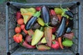 Harvest tomatoes, peppers, eggplant, parsley in plastic baskets. Picking vegetables in the garden.