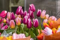 Harvest tulips. Sale of flowers in the spring. The cost of flowers, tulips. Tulips of different colors in a bucket for