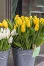 Harvest tulips. Sale of flowers in the spring. The cost of flowers, tulips. Tulips of different colors in a bucket for