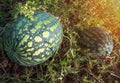 The harvest of two watermelons in the morning sun Royalty Free Stock Photo