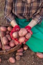 Harvest of vegetable