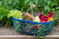 Harvest from the vegetable garden Royalty Free Stock Photo