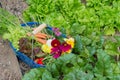 Harvest from the vegetable garden Royalty Free Stock Photo