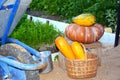 Harvest vegetables in the fall. Ripe pumpkin and zucchini in the basket. There is a garden cart nearby. Big pumpkin for Halloween