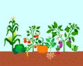Harvest of vegetables potatoes, corn, pumpkins, tomatoes and various vegetables in the ground. Vector illustration in
