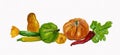 Harvest vegetables, Pumpkin, Cougettes, Pepper.