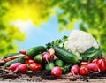 Harvest vegetables on a wooden table