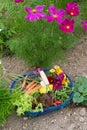 Harvest from the vegetal garden Royalty Free Stock Photo