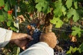 Harvest in vineyards in Barolo Royalty Free Stock Photo