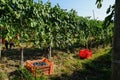 Harvest in vineyards in Barolo Royalty Free Stock Photo