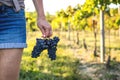 Woman holding ripe grapes in hand at vineyard Royalty Free Stock Photo