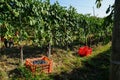 Harvest in vineyards in Barolo Royalty Free Stock Photo