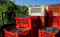 Harvest in vineyards in Barolo