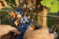 Harvest in vineyards in Barolo Royalty Free Stock Photo