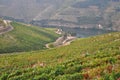 Harvest in vineyards duoro valley portugal Royalty Free Stock Photo