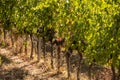 Harvest of vino nobile red wine grapes in the vineyards growing in lines, Tuscany, Montalcino, Brunello wine district Royalty Free Stock Photo