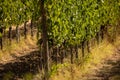 Harvest of vino nobile red wine grapes in the vineyards growing in lines, Tuscany, Montalcino, Brunello wine district Royalty Free Stock Photo