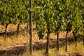 Harvest of vino nobile red wine grapes in the vineyards growing in lines, Tuscany, Montalcino, Brunello wine district Royalty Free Stock Photo