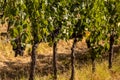 Harvest of vino nobile red wine grapes in the vineyards growing in lines, Tuscany, Montalcino, Brunello wine district Royalty Free Stock Photo