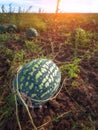 The harvest of watermelons in the morning sun Royalty Free Stock Photo