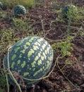 The harvest of watermelons in the morning sun Royalty Free Stock Photo