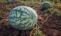 The harvest of watermelons in the morning sun Royalty Free Stock Photo