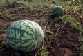 The harvest of watermelons in the morning sun Royalty Free Stock Photo