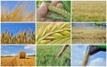 Harvest of wheat - collage Royalty Free Stock Photo