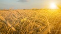 Harvest wheat.