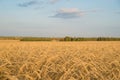 Harvest wheat. Rural landscape with ripening ears wheat Royalty Free Stock Photo