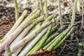 Harvest of white and green asparagus in wicker basket