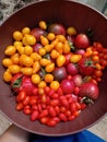 Harvest of a wide variety of tomatoes