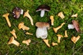 Harvest of wild edible mushrooms. Porcini and chanterelles on the moss in the forest