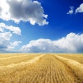 Harvest in windrows Royalty Free Stock Photo