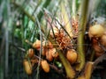 Before harvest we& x27;ll immortalize it with a photo first of the coconut fruit