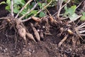 Harvest of Yacon Royalty Free Stock Photo