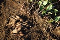 Harvest of Yacon Royalty Free Stock Photo