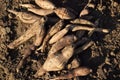 Harvest of Yacon Royalty Free Stock Photo