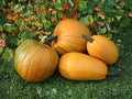 A harvest of yellow pumpkins on an autumn lawn with flowers nasturtiums