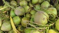 Harvest of Young Green Coco Ftuits