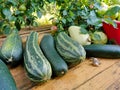 Harvest - zucchini lie on a wooden table against a background of tree foliage