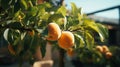 Harvested Ambrosia: A Pair of Juicy Apricots Swinging on a Tree Limb - Generative AI