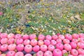 Harvested apples