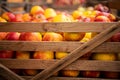 Harvested apples in wooden box