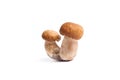 Harvested at autumn amazing double edible mushroom boletus edulis king bolete known as porcini mushroom isolated Royalty Free Stock Photo