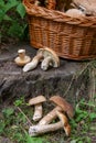 Groups of porcini mushrooms Boletus edulis, cep, penny bun, porcino or king bolete and wicker basket on natural wooden